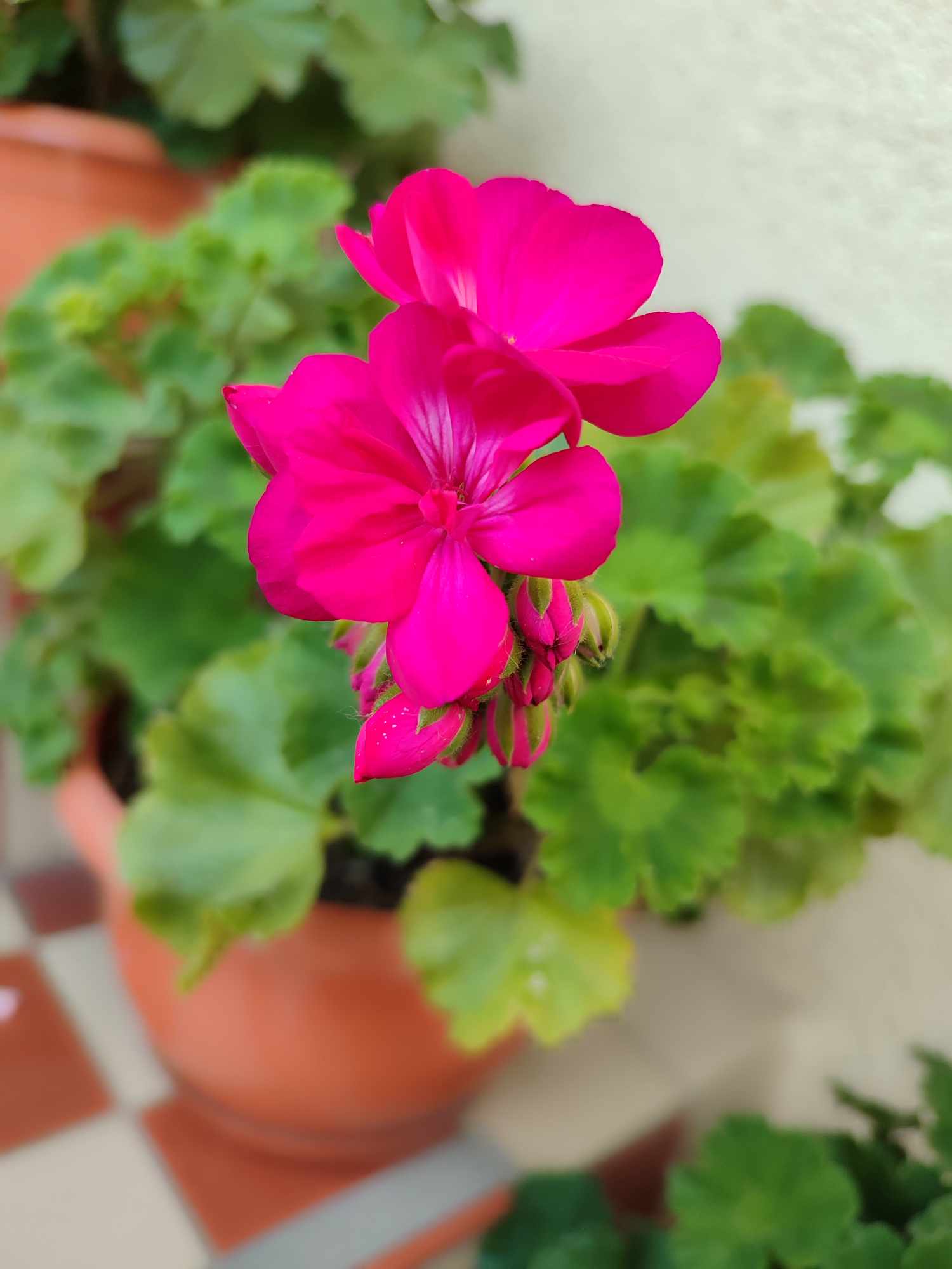 Muškát krúžkovaný – cyklámenový